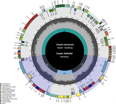 Multiplexed Massively Parallel Sequencing of Plastomes Provides Insights Into the Genetic Diversity, Population Structure, and Phylogeography of Wild and Cultivated Coptis chinensis